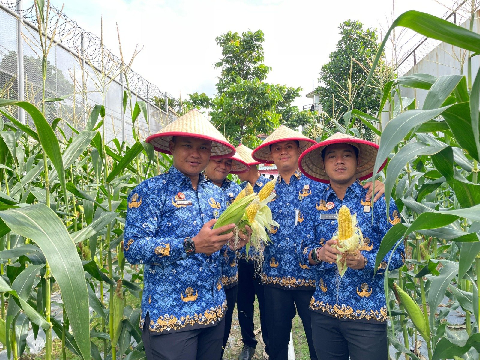 Dukung Program Ketahanan Pangan, Rutan Batam Sukses Panen Jagung Sebanyak 250kg