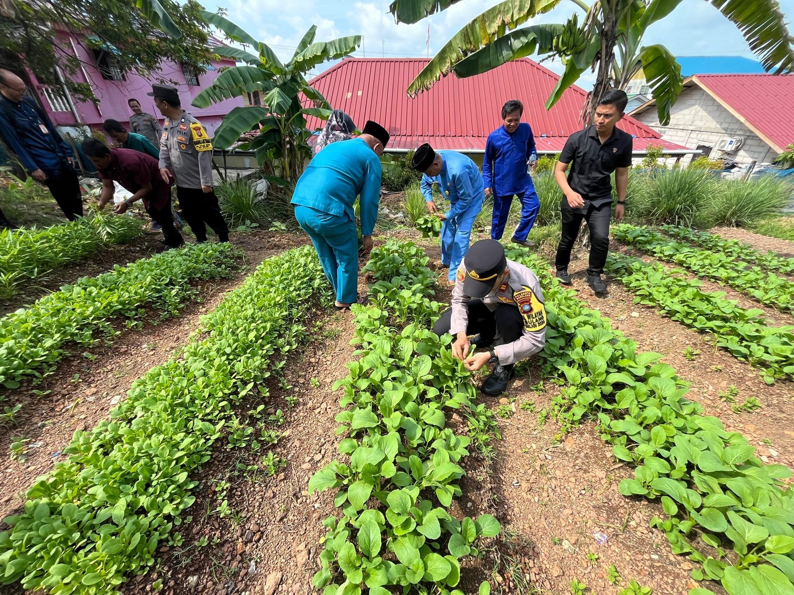 Kegiatan ini dalam rangka mendukung Program Pemerintah, Polsek Bulang Panen Sayur Hasil Perkebunan