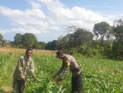 Polsek Galang Manfaatkan Lahan Tidur untuk Ketahanan Pangan, Dukung Program Nasional