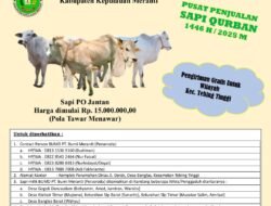 PT. Bumi Meranti Tawarkan Sapi Qurban Terjangkau untuk Idul Adha 2025