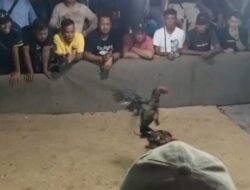 Lapor Pak Kapolda, Dugaan Perjudian Sabung Ayam dan Dadu di Cempedak Sagulung Sangat Meresahkan Mohon Atensi