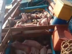 TNI AL Gagalkan Ratusan Ekor Babi Ilegal di Perairan Nias Utara