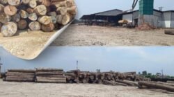 Masih Suasa Bencana, Diduga Banyak Tumpukan Gelondongan Kayu di PT. Tanjung Timberindo Industry