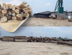 Masih Suasa Bencana, Diduga Banyak Tumpukan Gelondongan Kayu di PT. Tanjung Timberindo Industry