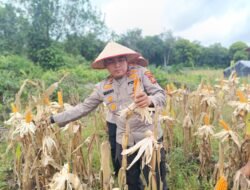 Polsek Bengkalis Aktif Dampingi Petani Jagung, Dukung Ketahanan Pangan Nasional 2026