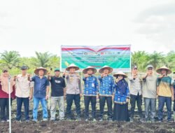 Polsek Bengkalis Aktif Dampingi Petani Jagung Pipil, Dukung Swasembada Pangan Nasional