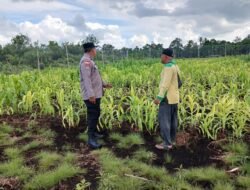 PASCA-BANJIR, BHABINKAMTIBMAS POLSEK BENGKALIS KAWAL PEMULIHAN TANAMAN JAGUNG PIPIL DI DESA KETAM PUTIH*
