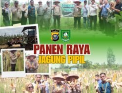 PANEN RAYA JAGUNG PIPIL DESA SENGGORO, POLRI HADIR SEBAGAI PEMRAKARSA KEMANDIRINAN EKONOMI LOKAL*