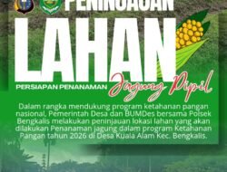 Dukungan Swasembada Pangan Presiden RI, Polsek Bengkalis Intensifkan Perawatan Lahan Jagung Pipil di Desa Damai Kec.Bengkalis