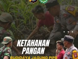 PASCA-BANJIR, RESPON CEPAT POLSEK BENGKALIS MELALUI BHABINKAMMTIBMAS TURUN KE SAWAH SELAMATKAN JAGUNG PIPIL DI DESA KELEBUK