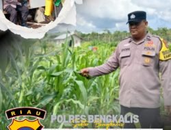 Polres Bengkalis Melalui Polsek Bengkalis Intensif Rawat Jagung Pipil Dukung Swasembada Pangan dan Program Asta Cita Presiden RI