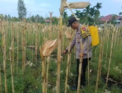 POLSEK BENGKALIS TURUN LANGSUNG SEMPROT HAMA, AMANKAN PANEN SUSULAN DI DESA SENGGORO KECAMATAN BENGKALIS.