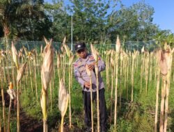 SINERGI POLRI DAN PETANI, OPTIMISME JELANG PANEN SUSULAN BUDIDAYA JAGUNG PIPIL DIDESA SENGGORO KECAMATAN BENGKALIS.