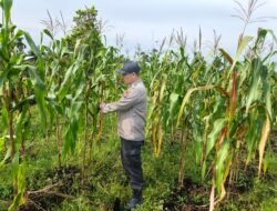 POLSEK BENGKALIS TURUN LANGSUNG MENCANGKUL PEMBERSIHAN LAHAN DI DESA SENGGORO KECAMATAN BENGKALIS.