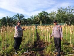 Polsek Bengkalis Optimis Hasil Panen Jagung Pipil di Bengkalis Akan Maksimal
