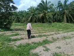 DUKUNG KETAHANAN PANGAN, BHABINKAMTIBMAS POLSEK BENGKALIS CEK LAHAN JAGUNG PIPIL DI DESA PEMATANG DUKU