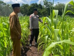 Dukung Program Ketahanan Pangan Nasional, Bhabinkamtibmas Polsek Bengkalis Monitoring Lahan Jagung di Desa Ketamputih Kec. Bengkalis.