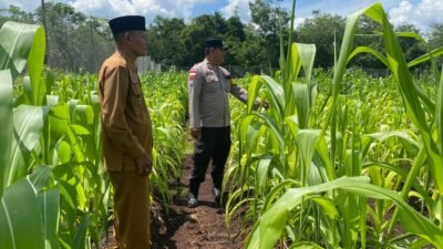 Dukung Program Ketahanan Pangan Nasional, Bhabinkamtibmas Polsek Bengkalis Monitoring Lahan Jagung di Desa Ketamputih Kec. Bengkalis.