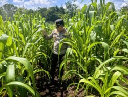 DUKUNG SWASEMBADA PANGAN PRESIDEN RI, KAPOLSEK BENGKALIS GENCAR DORONG KELOMPOK TANI BUDIDAYA JAGUNG PIPIL.