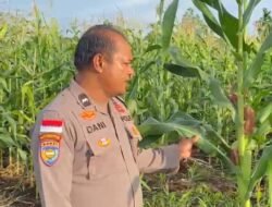 Dukung Asta Cita Presiden RI, Polsek Bengkalis Gencarkan Pemantauan dan Perawatan Tanaman Jagung Pipil Guna Wujudkan Swasembada Pangan*