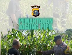 Dukung Program Asta Cita Presiden, Polsek Bengkalis Pantau dan Rawat Lahan Jagung Pipil di Desa Ketam Putih