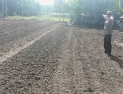 Polsek Bengkalis Dorong Penguatan Ketahanan Pangan Melalui Pemanfaatan Lahan Jagung Pipil di Desa Kuala Alam
