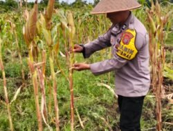 POLISI CINTA PETANI: PERSONIL POLSEK BENGKALIS TURUN KE PERKEBUNAN MERAWAT HINGGA PANEN TANAMAN JAGUNG PIPIL BUMDES DARA SEMBILAN*