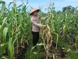 Dukung Ketahanan Pangan, Bhabinkamtibmas Polsek Bengkalis Turun Langsung Rawat Tanaman Jagung Pipil Warga*