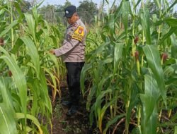 Dukung Ketahanan Pangan, Bhabinkamtibmas Pantau Langsung Perawatan Tanaman Jagung Pipil di Desa Ketam Putih*