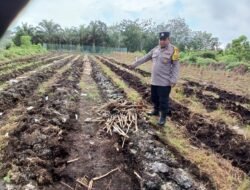 Polisi Cinta Petani, Polsek Bengkalis Rawat Langsung Lahan Jagung di Desa Ketam Putih