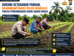 Dukung Ketahanan Pangan, Bhabinkamtibmas Polsek Bengkalis Pantau Perkembangan Kebun Jagung Warga
