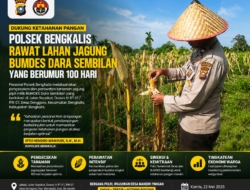Polsek Bengkalis Rawat Lahan Jagung BUMDES Dara Sembilan Usia 100 Hari, Perkuat Ketahanan Pangan Desa