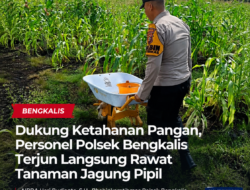 Dukung Ketahanan Pangan, Personel Polsek Bengkalis Terjun Langsung Rawat Tanaman Jagung Pipil