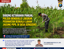 Polsek Bengkalis Lakukan Perawatan Berkala Lahan Jagung Pipil di Desa Senggoro untuk Dukung Ketahanan Pangan