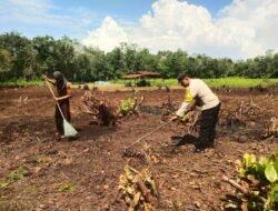 Dukung Ketahanan Pangan, Personel Polsek Bengkalis Turun Ke lahan Bantu Petani Siapkan Lahan Jagung