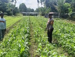 Wujudkan Swasembada Pangan, Program ‘Polisi Cinta Petani’ Bhabinkamtibmas Kuala Alam Turun Langsung Rawat Tanaman Jagung Pipil*