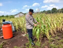 Polsek Bengkalis Intensif Rawat Jagung Pipil Dukung Swasembada Pangan dan Program Asta Cita Presiden RI*
