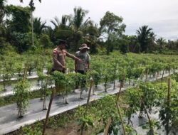 Polsek Tebing Tinggi Barat Perkuat Ketahanan Pangan Melalui Pembinaan Petani Cabai di Desa Gogok Darussalam