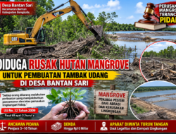 Diduga Rusak Hutan Mangrove untuk Tambak Udang, Aktivitas di Desa Bantan Sari Diminta Diusut Aparat