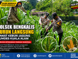 Polsek Bengkalis Turun Langsung Rawat Kebun Jagung BUMDes Kuala Alam, Wujud Nyata Dukung Ketahanan Pangan