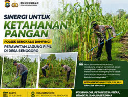 Sinergi untuk Ketahanan Pangan, Personel Polsek Bengkalis Dampingi Perawatan Jagung Pipil di Desa Senggoro