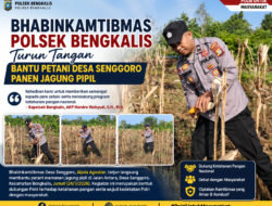Bhabinkamtibmas Polsek Bengkalis Turun Tangan Bantu Petani Desa Senggoro Panen Jagung Pipil
