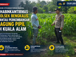 Bhabinkamtibmas Polsek Bengkalis Pantau Pertumbuhan Jagung Pipil di Kuala Alam, Dukung Ketahanan Pangan Nasional