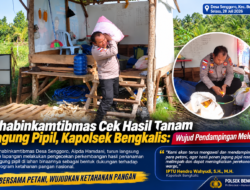 Bhabinkamtibmas Cek Hasil Tanam Jagung Pipil, Kapolsek Bengkalis: Wujud Pendampingan Melekat