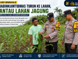 Bhabinkamtibmas Polsek Bengkalis Turun Langsung Pantau Lahan Jagung, Dukung Ketahanan Pangan di Desa Kuala Alam