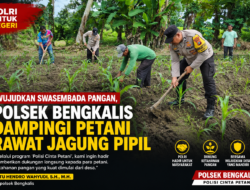 Wujudkan Swasembada Pangan, Polsek Bengkalis Dampingi Petani Rawat Jagung Pipil di Desa Kuala Alam