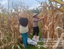 Dukung Ketahanan Pangan, Polsek Tebing Tinggi Barat dan Poktan Mantiasa Maju Gelar Panen Raya Jagung Pipil