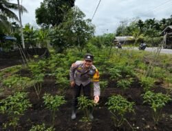 Dukung Ketahanan Pangan, Polsek Tebing Tinggi Barat Sulap Lahan Jadi Kebun Cabai Produktif