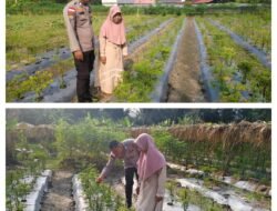 MONITORING DAN PEMBINAAN PETANI JAGUNG MANIS DESA ALAI SELATAN