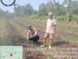 Polsek Tebing Tinggi Barat Monitoring dan Bina Petani Cabai Hijau, Perkuat Ketahanan Pangan Desa Tanjung Pranap